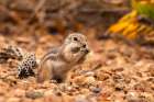 USA, New Mexico, Sandoval County. Texas antelope ground squirrel eating. Art Print